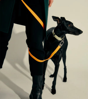 Frank Green Pet Lead