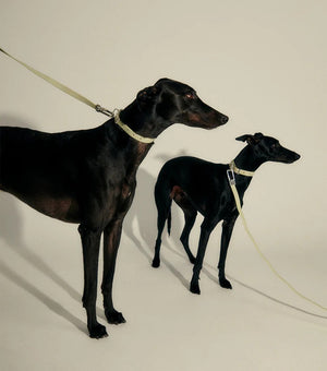 Frank Green Pet Lead