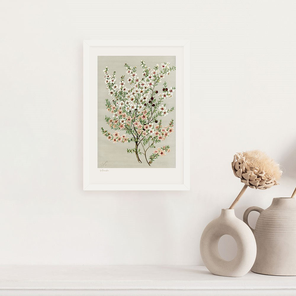 100% NZ Botanical Illustration Manuka A3 Print