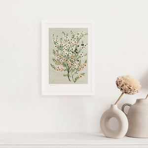 100% NZ Botanical Illustration Manuka A3 Print