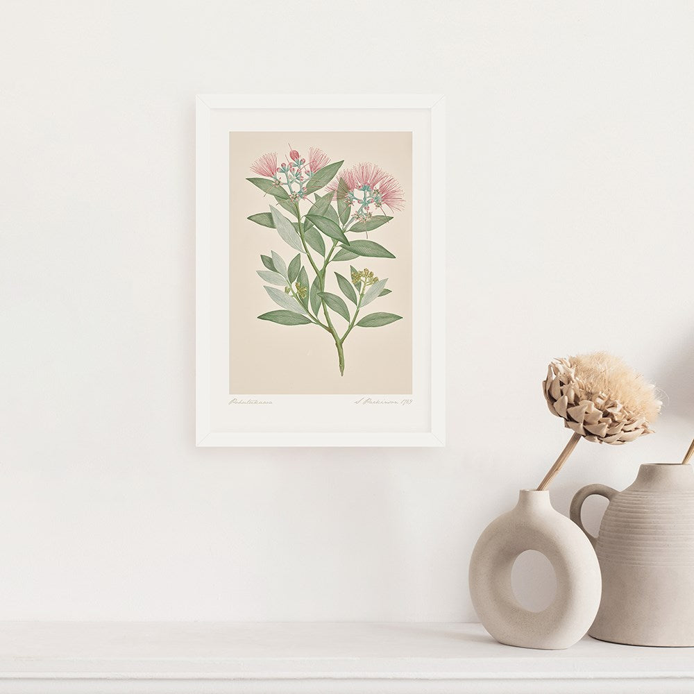 100%NZ Vintage Botanical Pohutukawa A3 Print Art