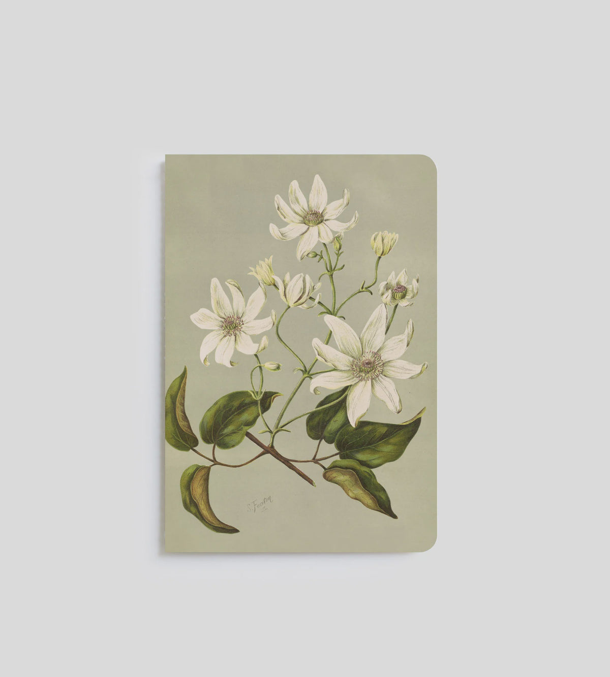A5 Notebook - Clematis Indivisa