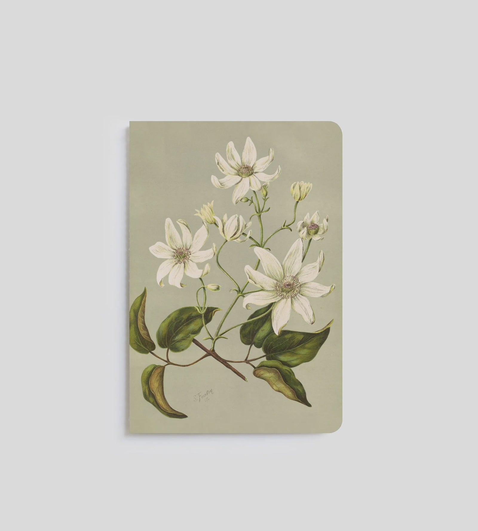 A5 Notebook - Clematis Indivisa