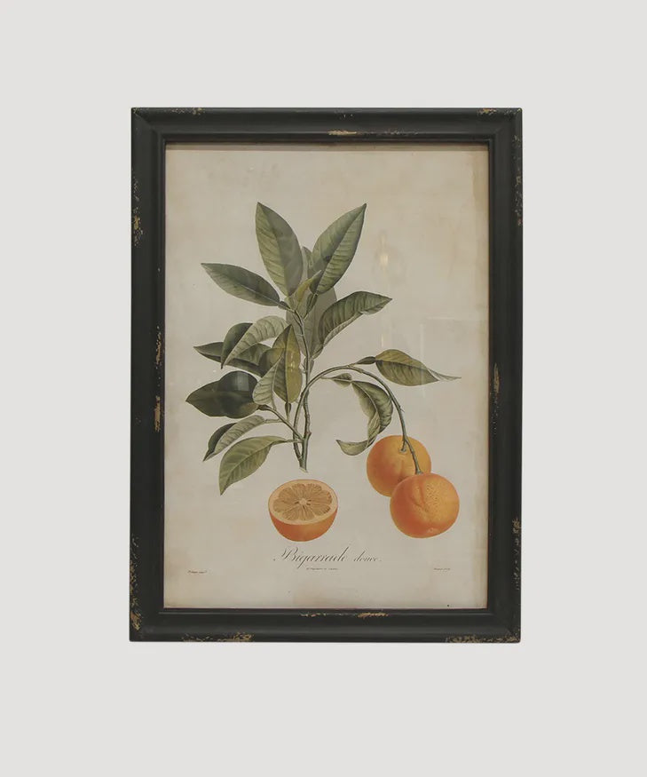 Framed botanical illustration of oranges and leaves on a light background French Country Collection Botanical Orange Wall Art