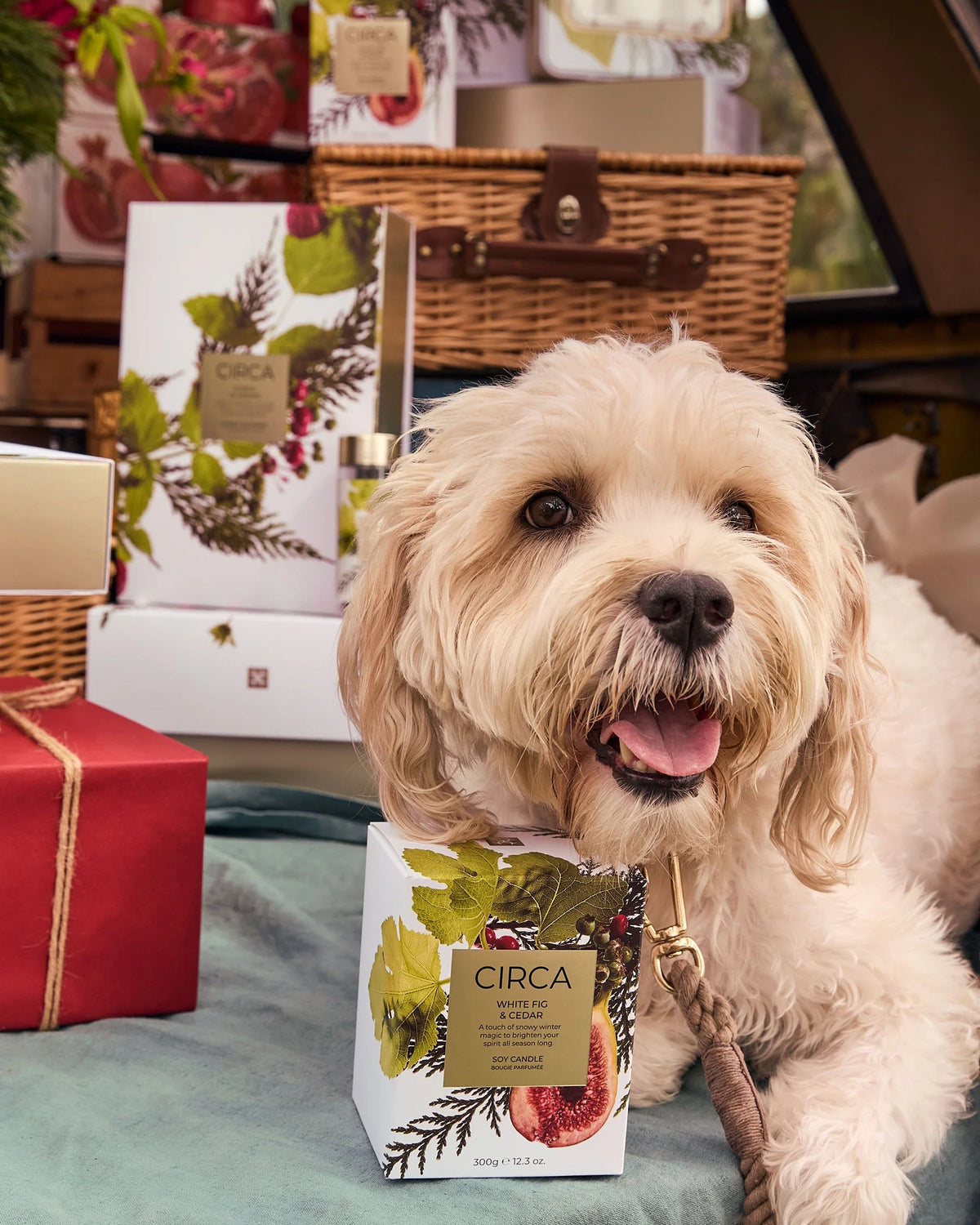 Circa Christmas Candle 300g White Fig & Cedar