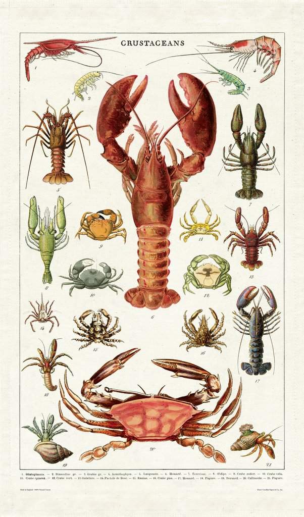 Cavallini & Co - Crustaceans - Tea Towel
