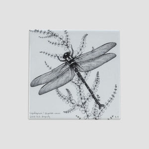 KATY HAYWARD COASTER - NZ GIANT DRAGONFLY / KAPOKAPOWAI