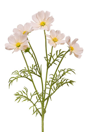 Flower Systems Cosmos Spray 62cm Lt Peach