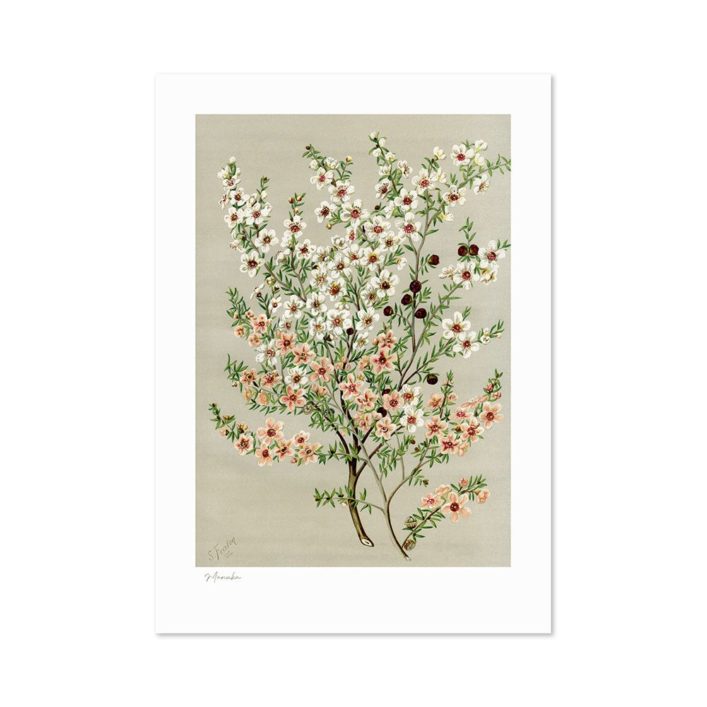 100% NZ Botanical Illustration Manuka A3 Print