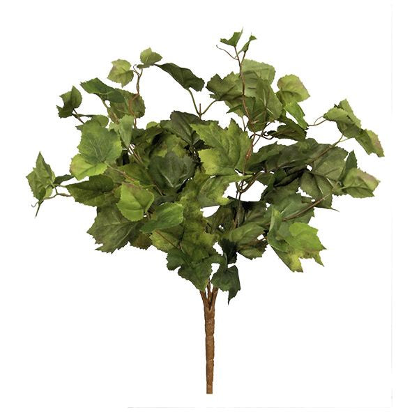 Grape Ivy Bush - Green