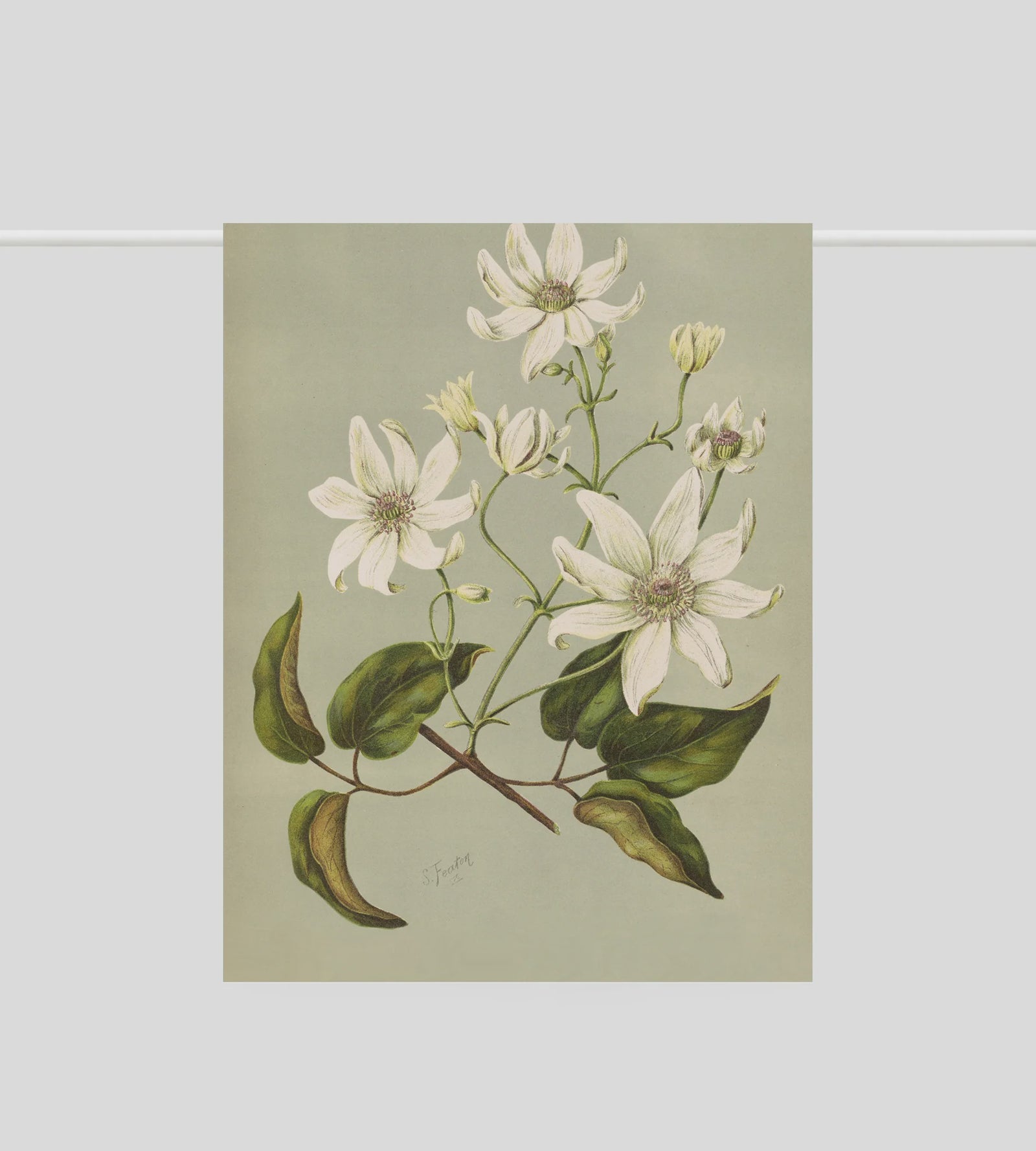 Tea Towel - Clematis indivisa