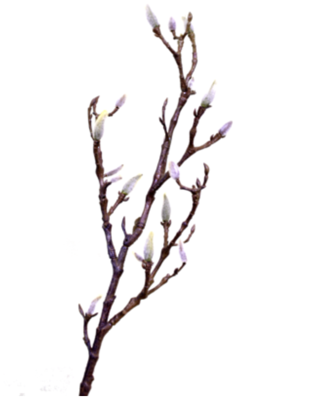 Magnolia Branch with Buds 71cm