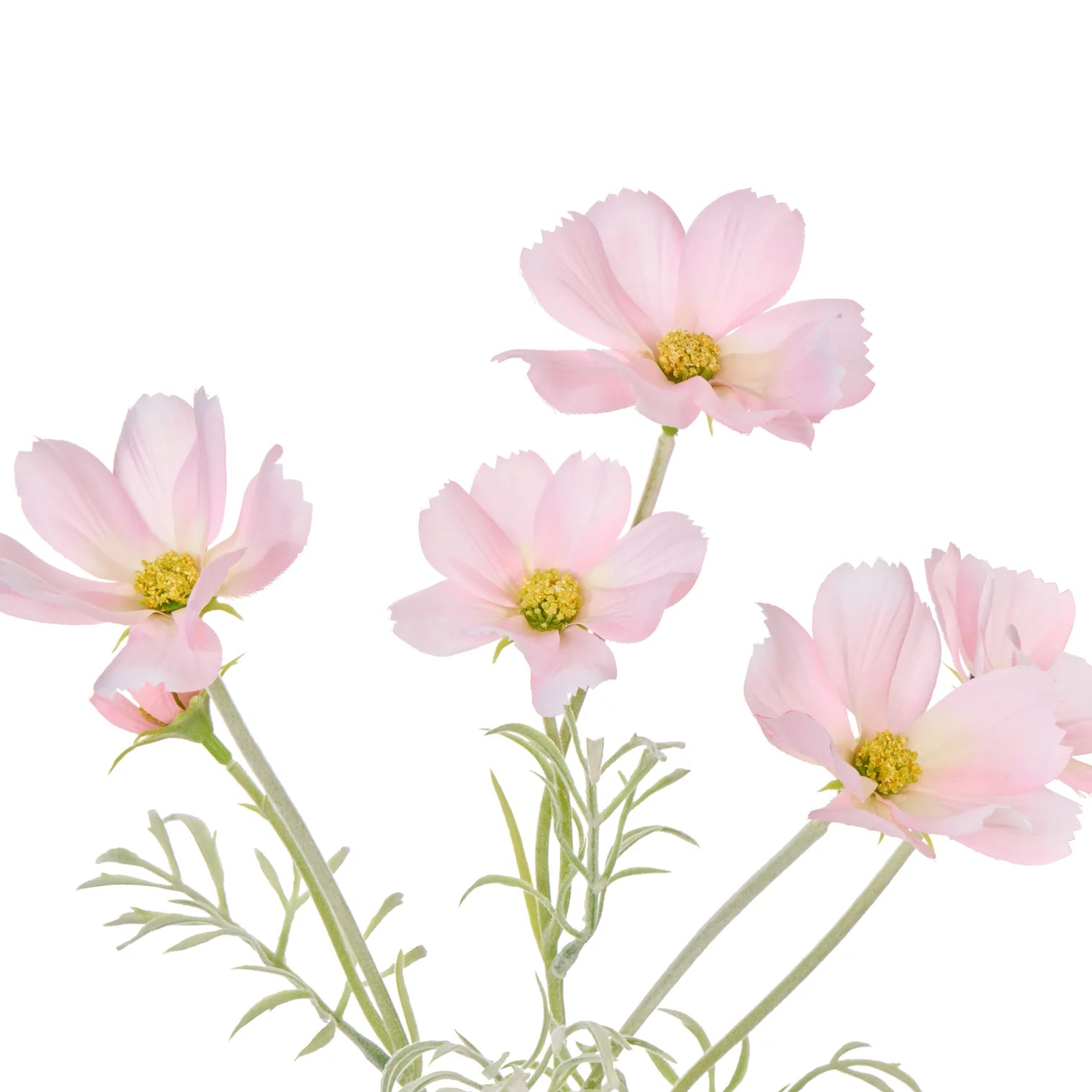 Rogue Cosmos in Milk Bottle Pink Clear glass vase with pink flowers