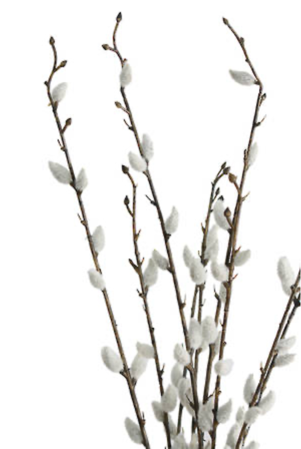 Pussy Willow Bundle x3 55cm
