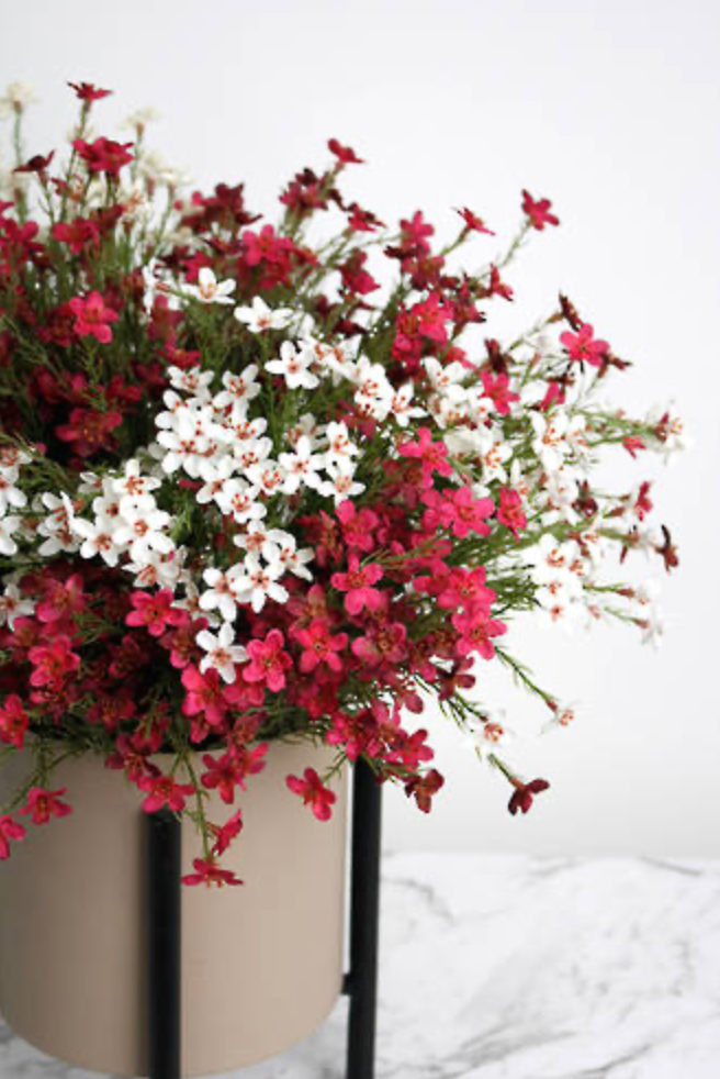 Wax Flower Bush 40cm Cream