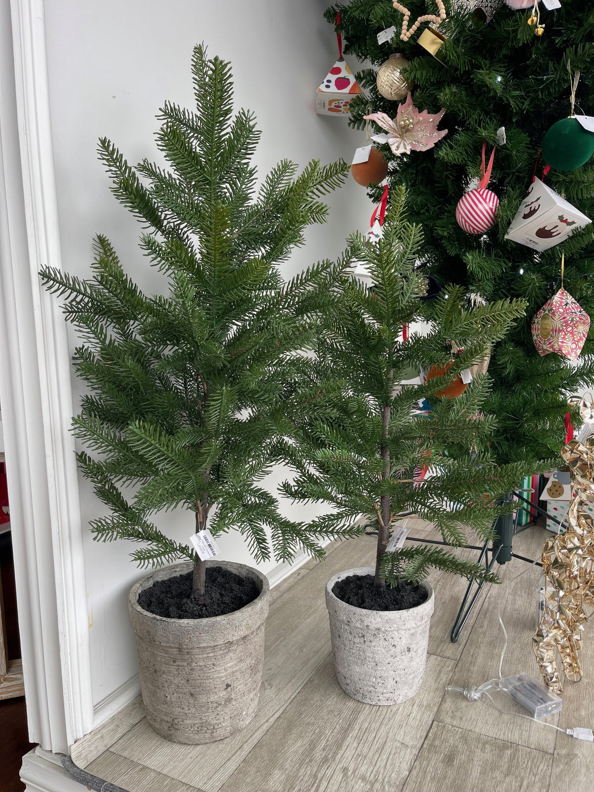 Pine Tree with Cement Pot