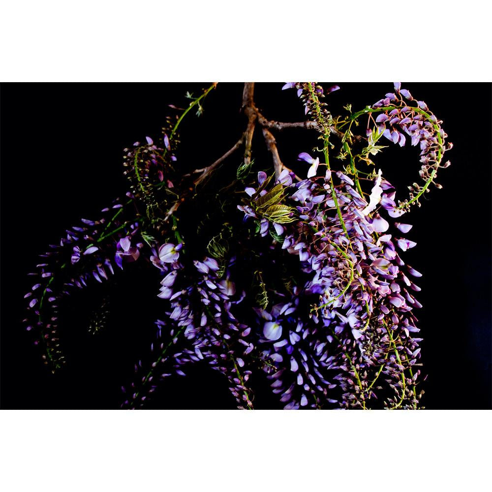 Wisteria Print Just South West