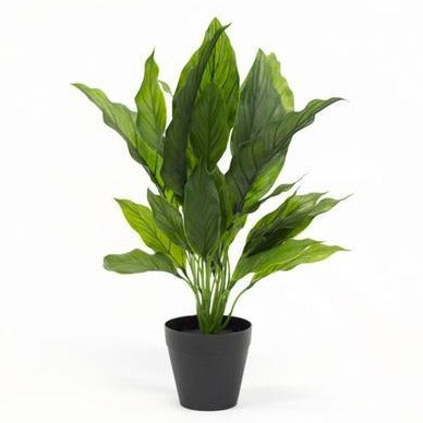 Potted Spathiphyllum 48cm Flower Systems 